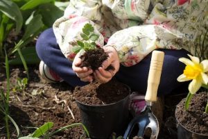 Soil Cremation Mixture
